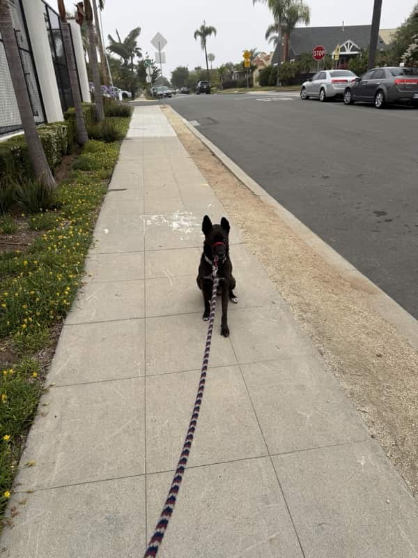 A picture of a black dog named Bowie sitting, taken on June 16 2025 at 6:24 am